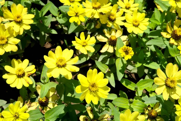 Background Beautiful Yellow Flowers — Stock Photo, Image