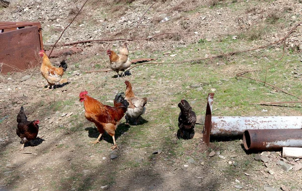 Poulet Coq Dans Rue — Photo