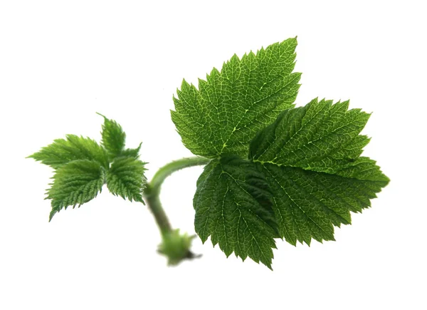 Folha Verde Isolada Sobre Fundo Branco — Fotografia de Stock