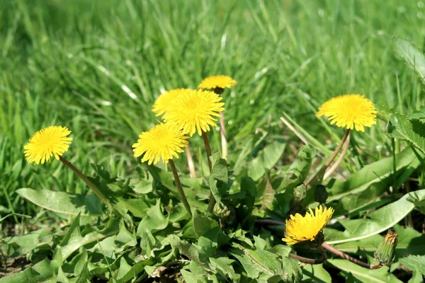 Löwenzahn Gelbe Blüten Natürlicher Hintergrund — Stockfoto