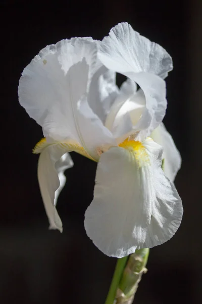 キンギョソウ 白い花 — ストック写真