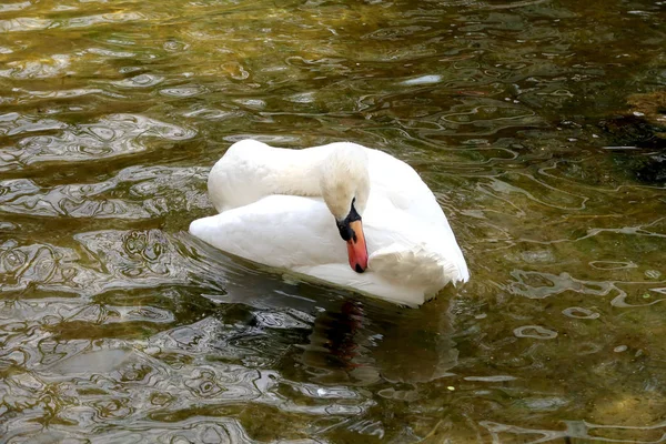 Witte Zwaan Wordt Gereinigd Water — Stockfoto