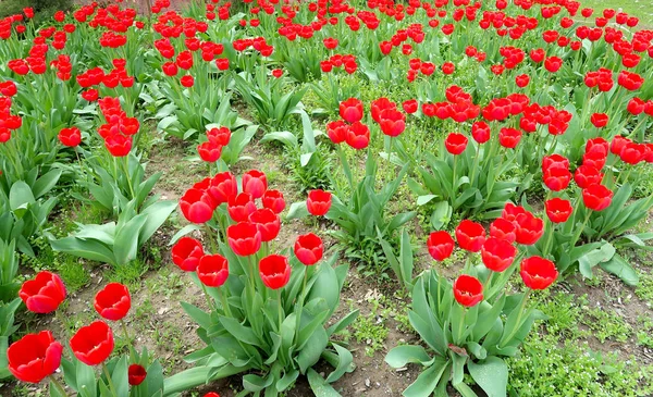 Frühlingslandschaft Blumen Tulpen — Stockfoto