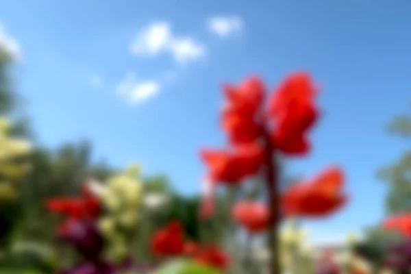 Niewyraźne Tło Czerwone Kwiaty — Zdjęcie stockowe