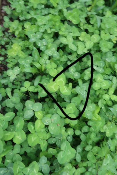 Leuchtend Grüner Klee Hintergrund — Stockfoto