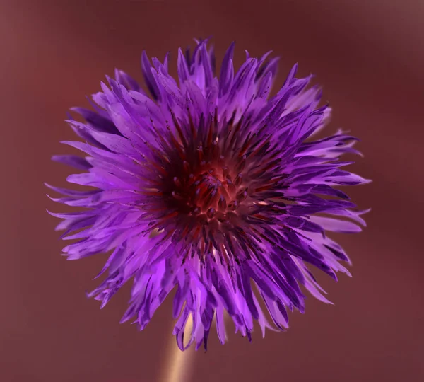 Flor Púrpura Aciano Aislado —  Fotos de Stock