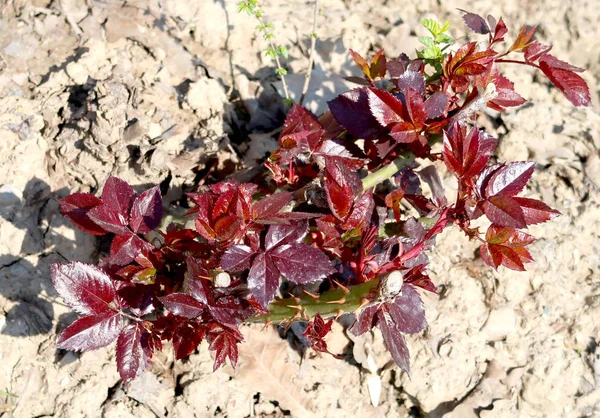 Pflanzen Zweige Aus Der Erde Frühling — Stockfoto