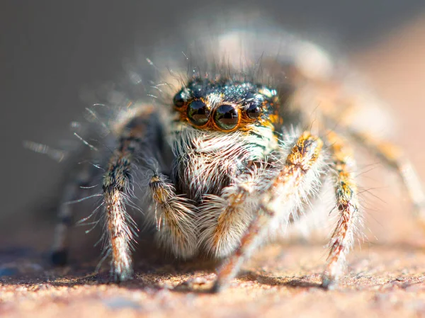 Spider Close Macro Wildlife — Zdjęcie stockowe