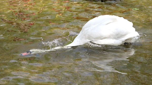 白い白鳥を水で洗浄します — ストック写真