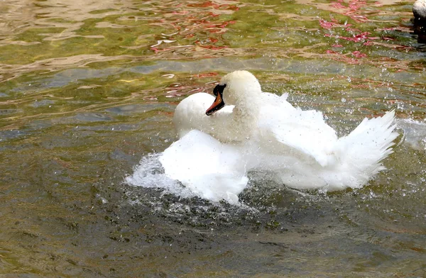 Cygne Blanc Est Nettoyé Dans Eau — Photo