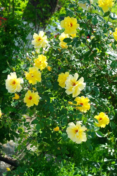 Çiçekler Sarı Güller Bahar — Stok fotoğraf