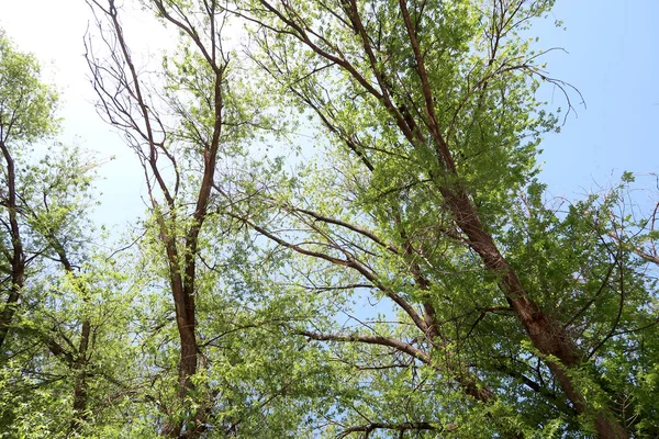 아래에서 보기에는 나무의 — 스톡 사진