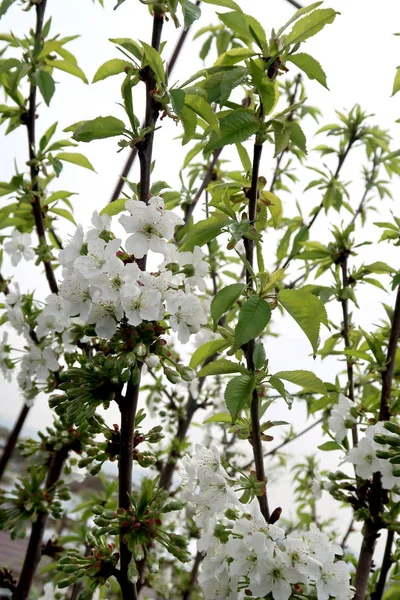 开花的苹果树春天风景 — 图库照片