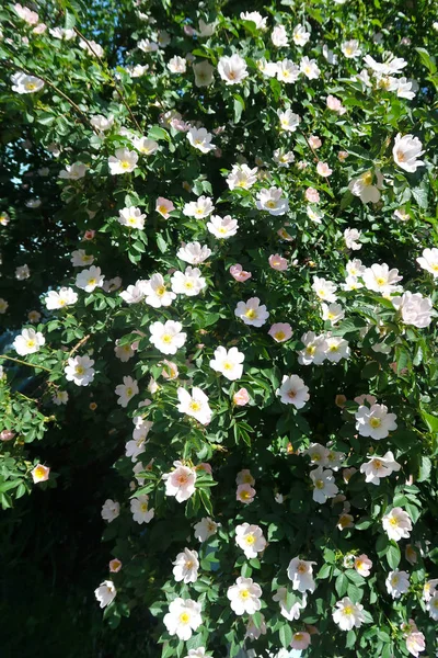 Flores Uma Paisagem Primavera Rosa Brava — Fotografia de Stock