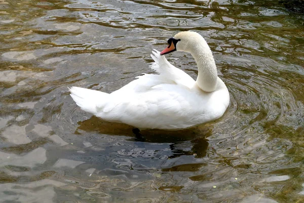 Cisne Branco Limpo Água — Fotografia de Stock