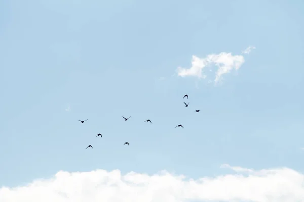 Κοπάδι Περιστέρια Που Πετούν Ενάντια Στον Ουρανό — Φωτογραφία Αρχείου