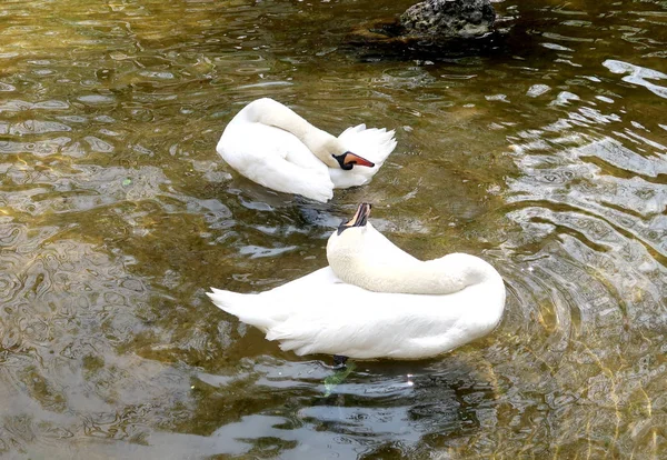 White Swan Cleaned Water — Stock Photo, Image