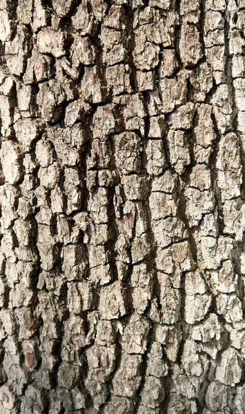 Graue Rinde Einer Baumstruktur — Stockfoto