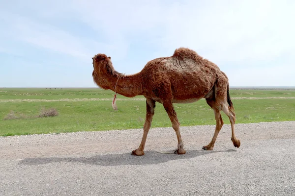 Καμήλα Στον Δρόμο — Φωτογραφία Αρχείου