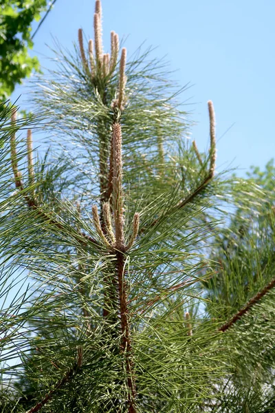 Jonge Groene Sparren Schiet — Stockfoto