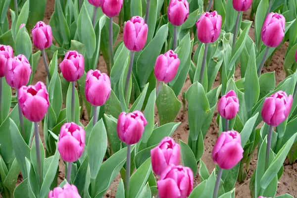 Bahar manzara, Çiçek Lale