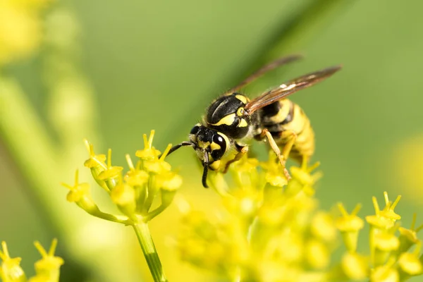 Wasp Een Gele Bloem Close — Stockfoto