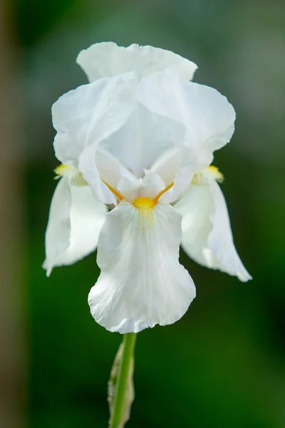 Antirrhinum Majus Flower White — Stock Photo, Image