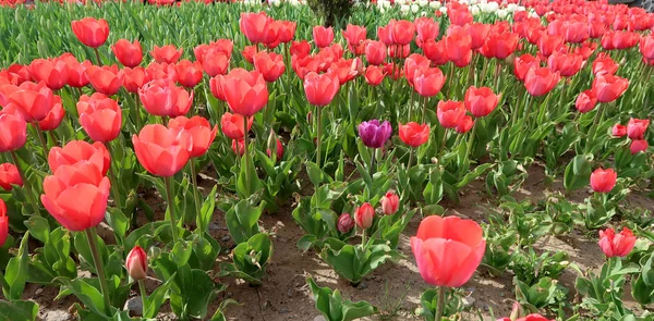 Tulipanes Brillantes Paisaje Primaveral —  Fotos de Stock