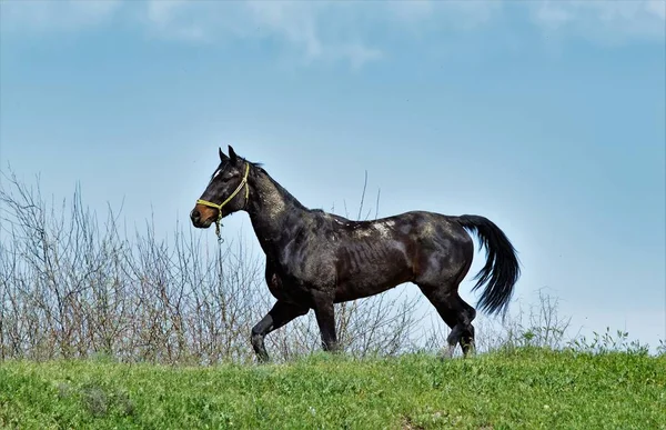 Dark Horse Zielonej Trawie — Zdjęcie stockowe