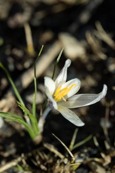 美しい白い春の花 クローズ アップ — ストック写真