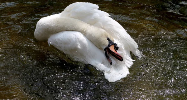 Cisne Blanco Limpia Agua — Foto de Stock