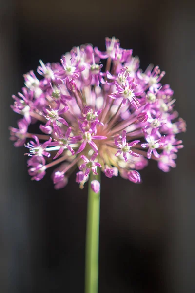 Close Garlic Purple Flower — Stock Photo, Image