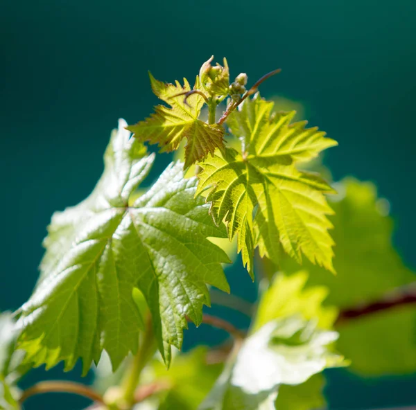 Folhas Verdes Contra Céu — Fotografia de Stock