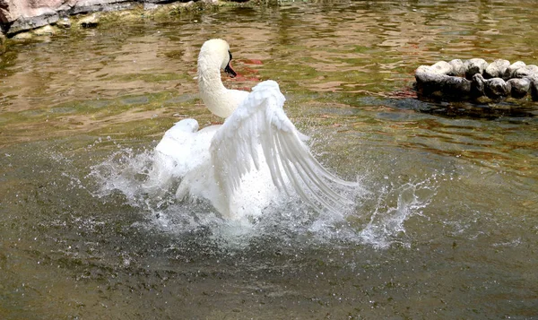 Cisne Blanco Limpia Agua — Foto de Stock