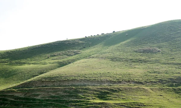 Malowniczy Widok Wzgórza Zielony Stepowy — Zdjęcie stockowe
