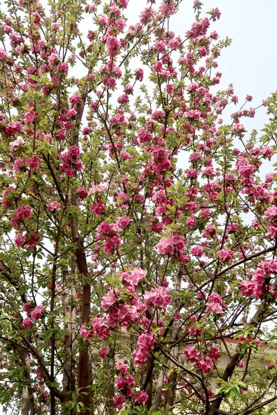 Pink Flowers Apple Spring — Stock Photo, Image