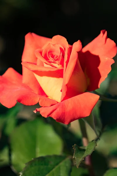 Fleurs Oranges Roses Dans Nature — Photo