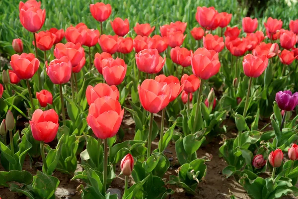 Helle Tulpen Frühlingslandschaft — Stockfoto