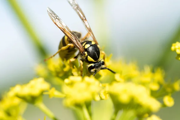 Wasp on a yellow flower close up