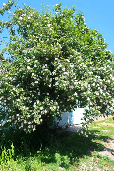 Blumen Einer Heckenrose Frühlingslandschaft — Stockfoto