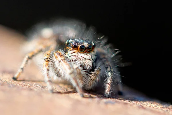 Spindel Nära Upp Makro Wildlife — Stockfoto