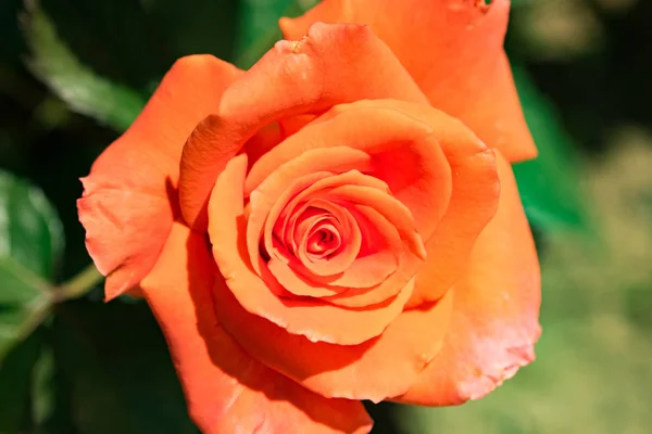 Fleurs Oranges Roses Dans Nature — Photo