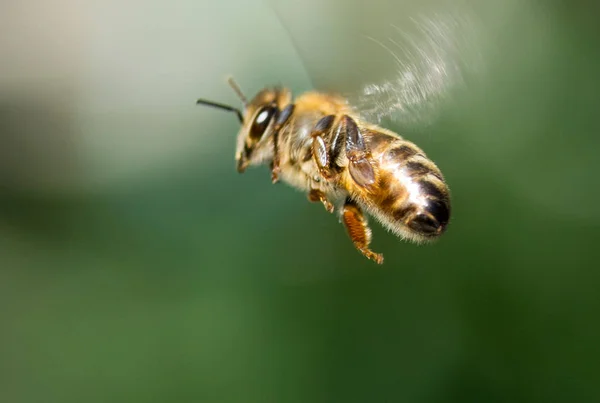 Bee Charakter Lotu — Zdjęcie stockowe