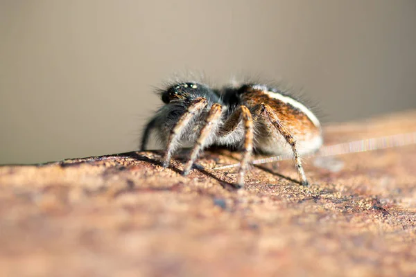 Araña Salvaje Cerca — Foto de Stock