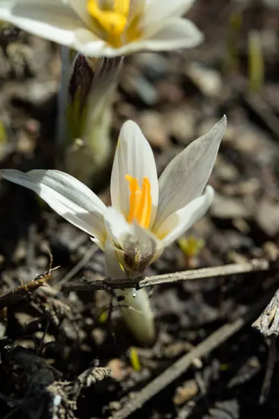 Güzel Beyaz Bahar Çiçek Portre — Stok fotoğraf
