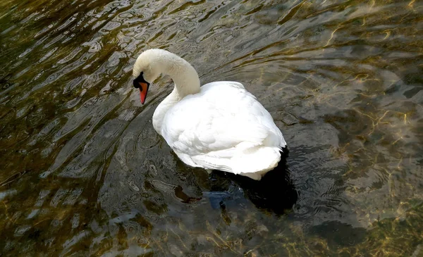 Белый Лебедь Очищается Воде — стоковое фото