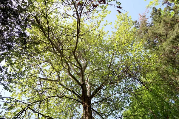 Větve Stromů Pohledu Spodu Nebe — Stock fotografie