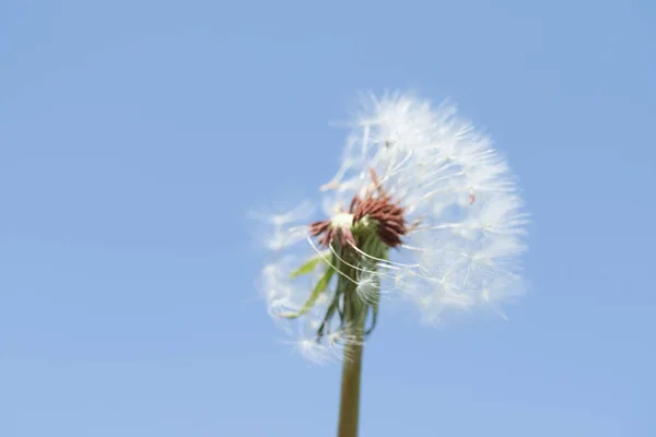 Diente León Blanco Contra Cielo —  Fotos de Stock