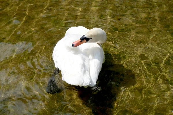 Cygne Blanc Est Nettoyé Dans Eau — Photo