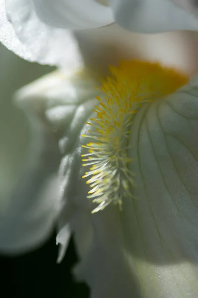 Antirrhinum Majus Fiore Bianco — Foto Stock